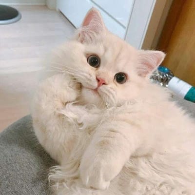 Tono Wijaya avatar